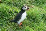 PICTURES/PUFFINS - Helmaey Island/t_PU (45).JPG